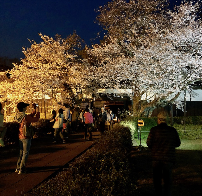 夜桜BAR STAND-2